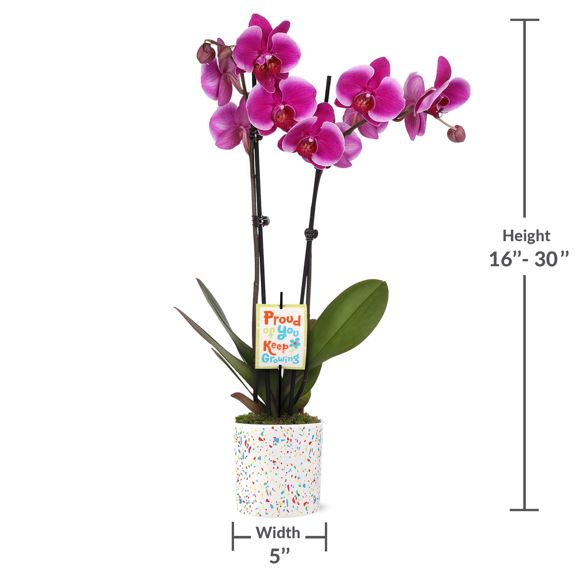 5" Magenta Orchid in Terrazzo Pink Planter – Proud of You