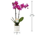 thumbnail image 4 of 5" Magenta Orchid in Terrazzo Pink Planter – Proud of You, 4 of 5