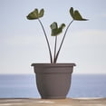 thumbnail image 2 of Bloem Ariana 12" Self-Watering Plastic Planter - Rolled Rim Indoor/Outdoor Garden Pot, Peppercorn, 2 of 7