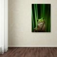 thumbnail image 3 of Ahmad Gafuri 'Green Frog' Canvas Art, 3 of 3