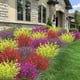 thumbnail image 5 of Flores artificiales de lavanda, 20 paquetes, resistentes a los rayos UV para exteriores, 5 of 8
