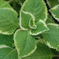 thumbnail image 5 of Set 3 Variegated Cuban Oregano Plants Live Mexican Mint Plant, Spanish Thyme Starter Plants from 4 Inc in Height, Fragrant Herb Well Rooted, 5 of 5