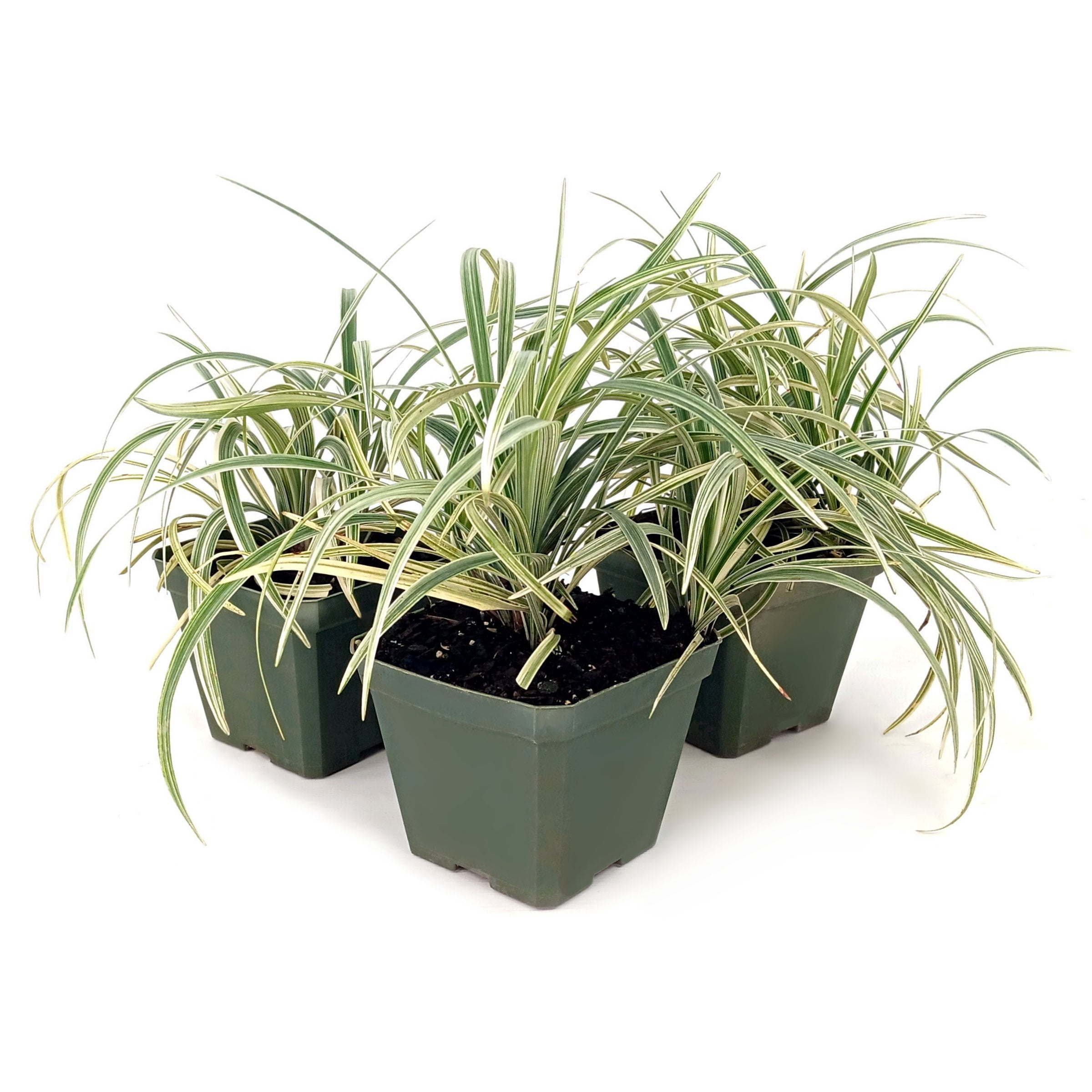 National Plant Network 4 in. Liriope Silver Dragon (4-Pack)