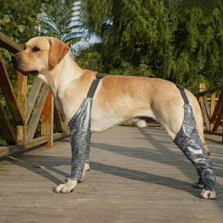 Eliminate dog urine 2025 smell outside