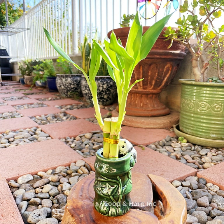 ponytail palm tree plant Ponytail Palm (Tabletop) – Interior Foliage Design main image 0