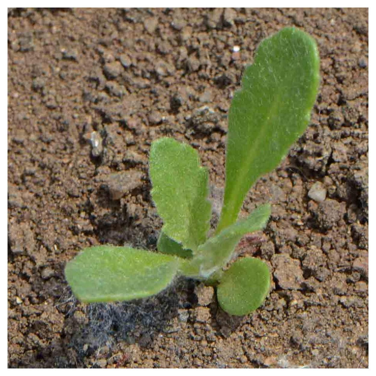 Everwilde Farms - 1 lb Indian Blanket Native Wildflower Seeds - Gold Vault Bulk Seed Packet