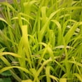 Golden Millet Drought Tolerant Xeriscape Ornamental Grass Plant Seed