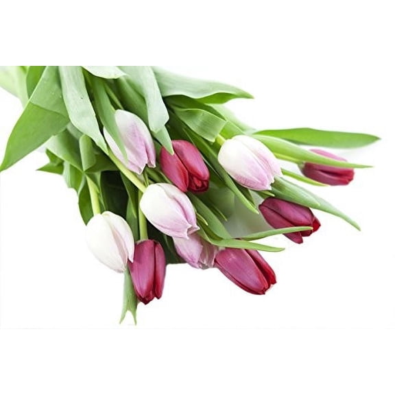 KaBloom : Bouquet of Fresh 5 Red Tulips, 5 Pink Tulips, Next-Day Delivery, Gift for all occasions