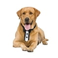 thumbnail image 3 of Lillian Rose Wedding Tuxedo Dog Collar, 3 of 3