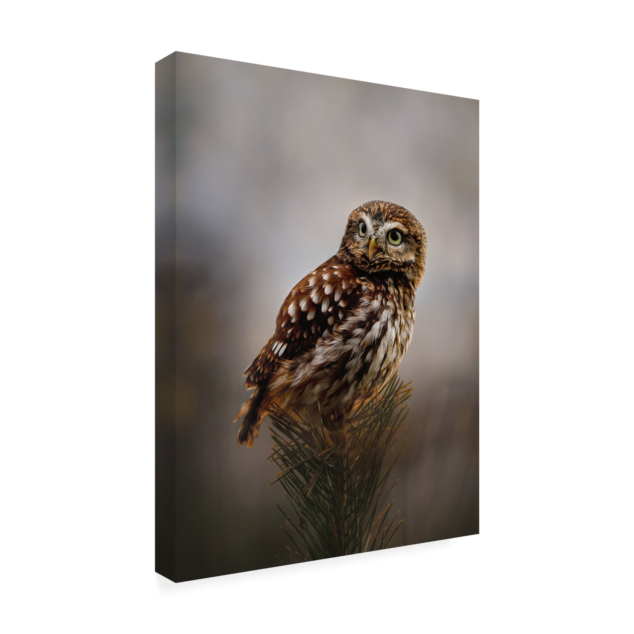 Trademark Fine Art Michaela Firesova Morning with owl Canvas Wall Art