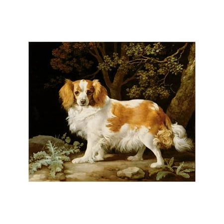 Charles White Art Prints - A Liver and White King Charles Spaniel in a Wooded Landscape, 1776 Print Wall Art By George Stubbs