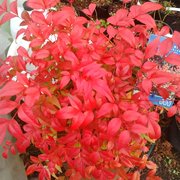 Pixies Gardens Nandina Obsession 'Domestica Seika 2 Gallon