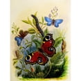 thumbnail image 3 of Henry Noel Humphreys 12x14 Black Modern Framed Museum Art Print Titled - The Butterfly Vivarium or Insect Home Pl 1 (1858), 3 of 5