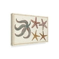 thumbnail image 2 of Trademark Fine Art 'Starfish Naturelle II' Canvas Art by Denis Diderot, 2 of 4