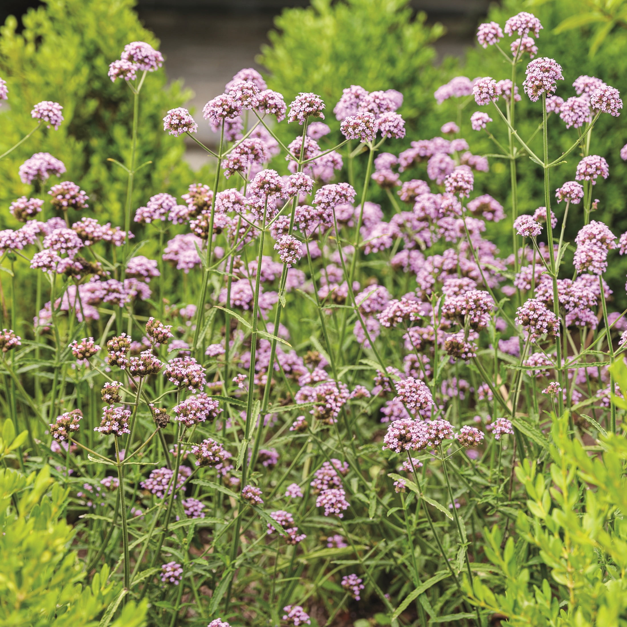 Proven Winners 8" Purple Meteor Shower Verbena Live Plant in 6.5" Pot