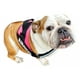 thumbnail image 2 of Pechera Personalizada Bulldog Ingles, 2 of 5