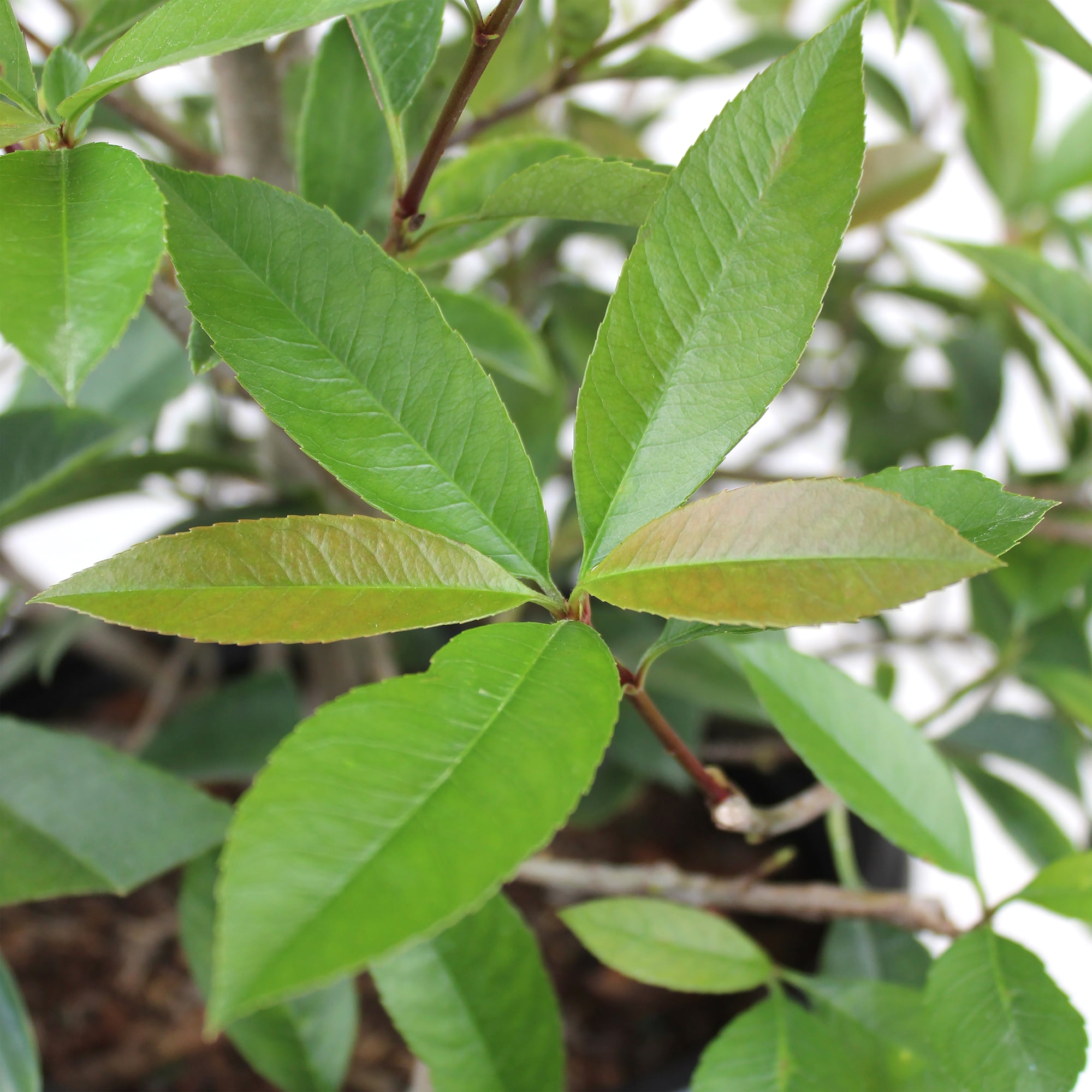 Expert Gardener Red Robin Photinia, 18-24 Tall, Live Shrubs for Garden, 2.25 gal Pot, Full Sun