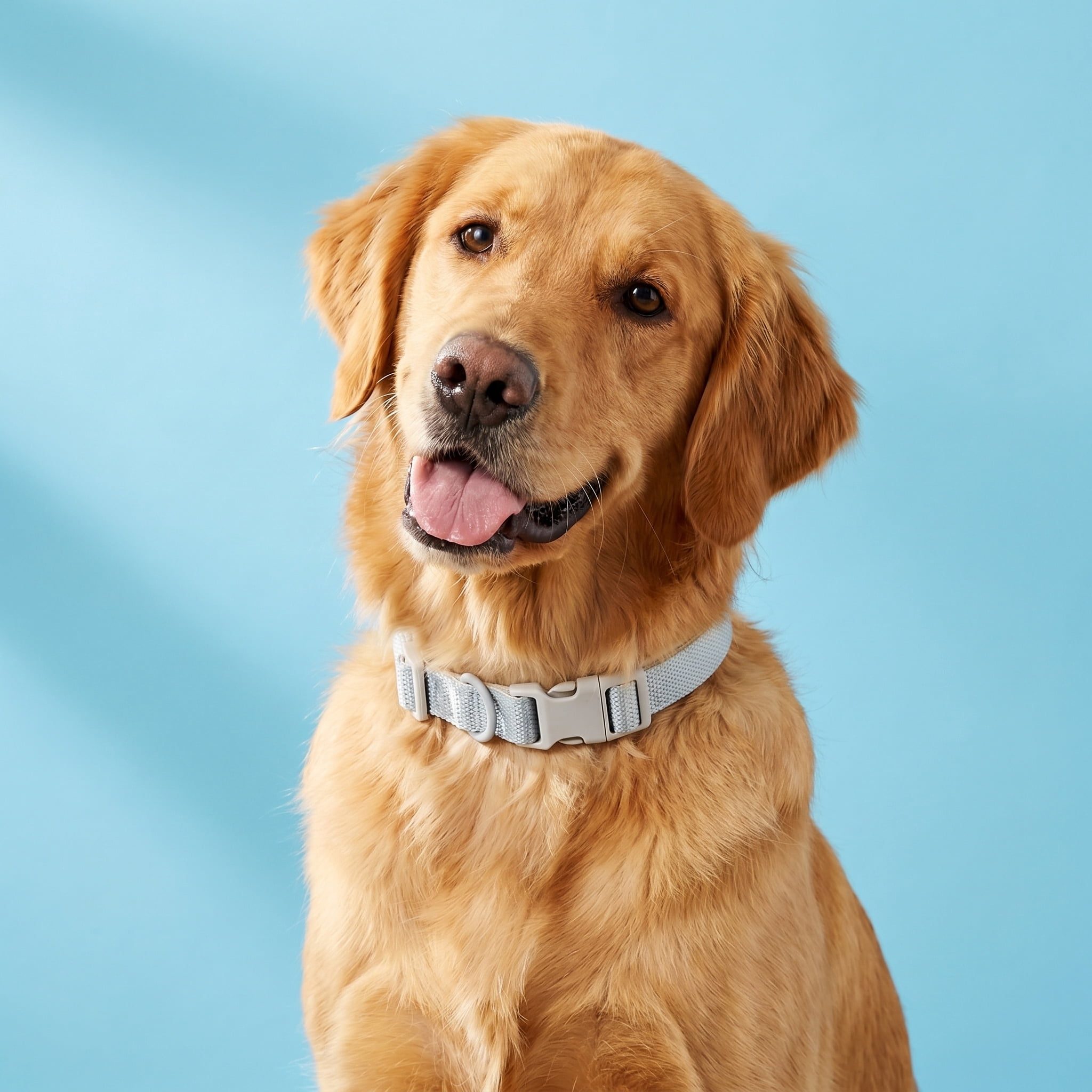 Vibrant Life Neoprene Cushioned Adjustable Dog Collar, Gray, L