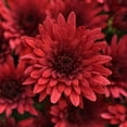 thumbnail image 6 of (2 pack) Better Homes & Gardens 2.5G Red Mum Live Plant in Bushel Basket, 6 of 8