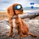 thumbnail image 4 of Las gafas para perros son adecuadas para perros de razas pequeñas e incluyen gafas protectoras, gafas de sol con protección ultravioleta, gafas resistentes al viento, gafas para la nieve y máscaras pa, 4 of 4