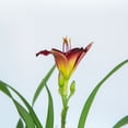 thumbnail image 6 of Expert Gardener Pardon Me Daylily (2.5 Quart) Re-Blooming Perennial with Red Blooms - Full Sun Live Outdoor Plant, 6 of 8