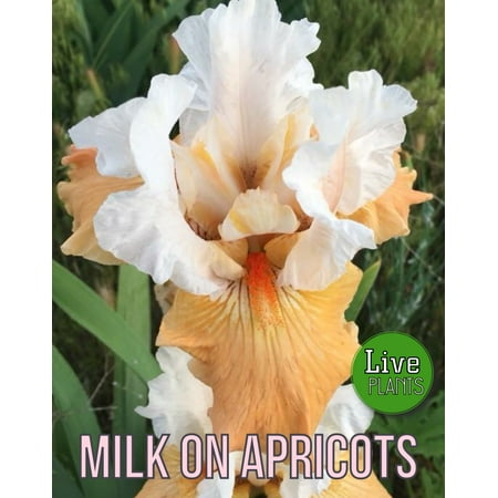 - Milk On Apricots Tall Bearded Iris Rhizome (1)