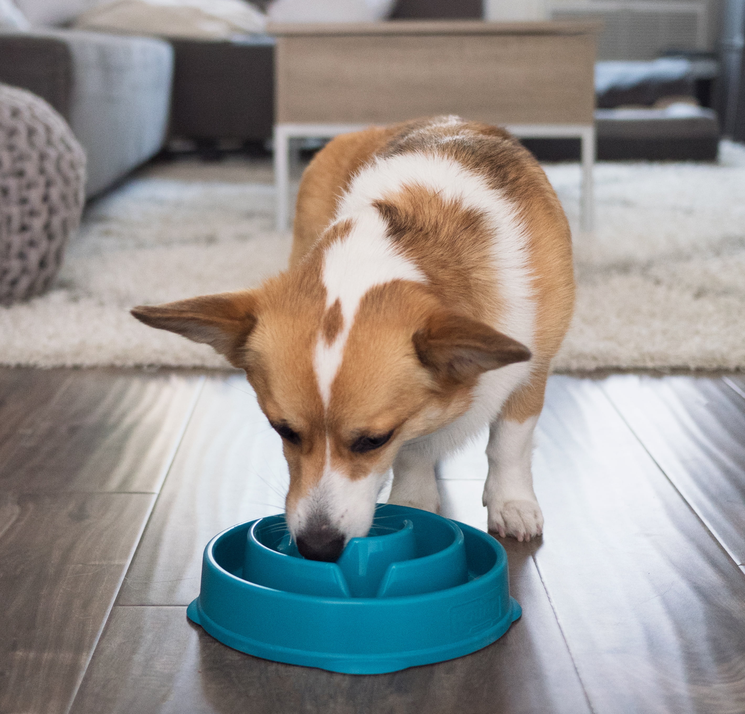 Outward Hound Fun Feeder Slow Feed Dog Bowl Teal - PetO