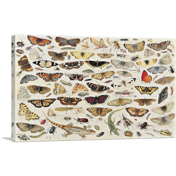 ARTCANVAS An Extensive Study Of Butterflies Insects And Seashells 1671 Canvas Art Print by Jan Van Kessel Elder - Size: 26" x 18" (1.50" Deep)