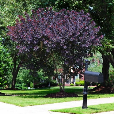 Brighter Blooms - Royal Purple Smoke Tree, 2 gal - No Shipping to AK, AZ, HI