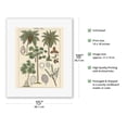 thumbnail image 2 of Screw-Pine Tree (Pandaneae) - Palm Trees (Palmae) - Vintage Botanical Illustration c.1870s - Fine Art Rolled Canvas Print (Unframed) 11in x 14in, 2 of 4