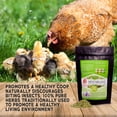 thumbnail image 5 of MitesBGone Backyard Chicken Nesting Herbs - Get Rid of Chicken Mites and Lice Naturally (4 pounds), 5 of 6