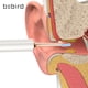 thumbnail image 4 of Ear cera eliminación oreja limpiador de oreja face earwax limpiador removedor seguro accesorio accesorio oídos herramientas para el hogar cuidado del cuerpo cuidado limpio uso blanco Inevent HA011374-02, 4 of 7