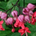 thumbnail image 2 of Red Purple Bleeding Heart Plants Live 4-8 Inches Tall, Bleeding Heart Plant for Outdoor Gardening, 2 of 5