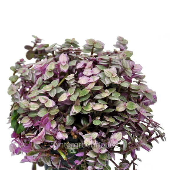 Callisia repens, Pink Lady, Turtle Vine - Pot Size: 3in (2.6x3.5in) - House Plants