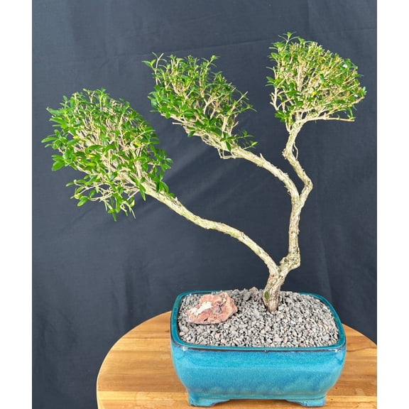 Chinese Flowering White Serissa Bonsai Tree – Indoor Flowering Bonsai, 18-Year-Old, 17” Tall
