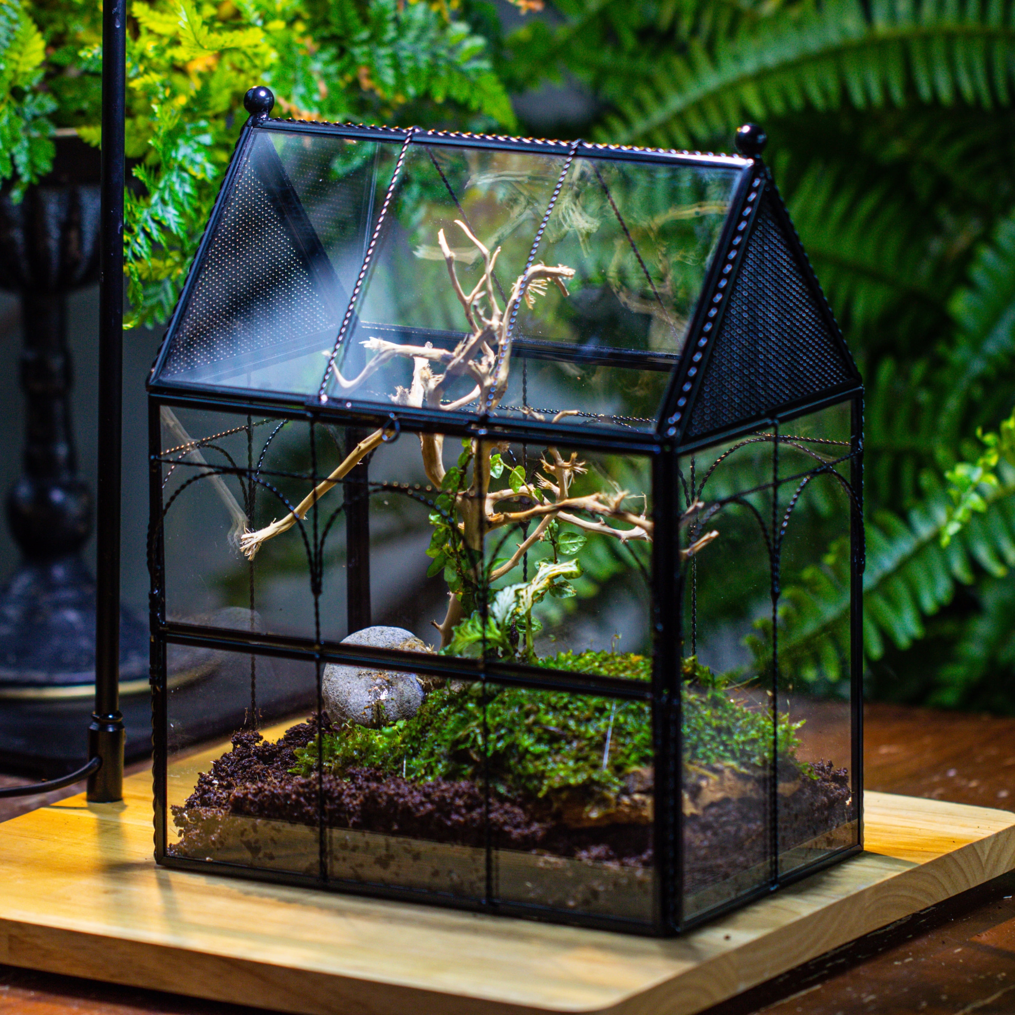 NCYP Glass Terrarium Enclosure with Vents for Insects and Spiders, Front Open