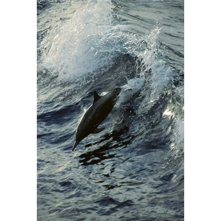 Spinner Dolphin jumping between Panama and Cocos Island tropical Eastern Pacific Ocean Poster Print by Tui De