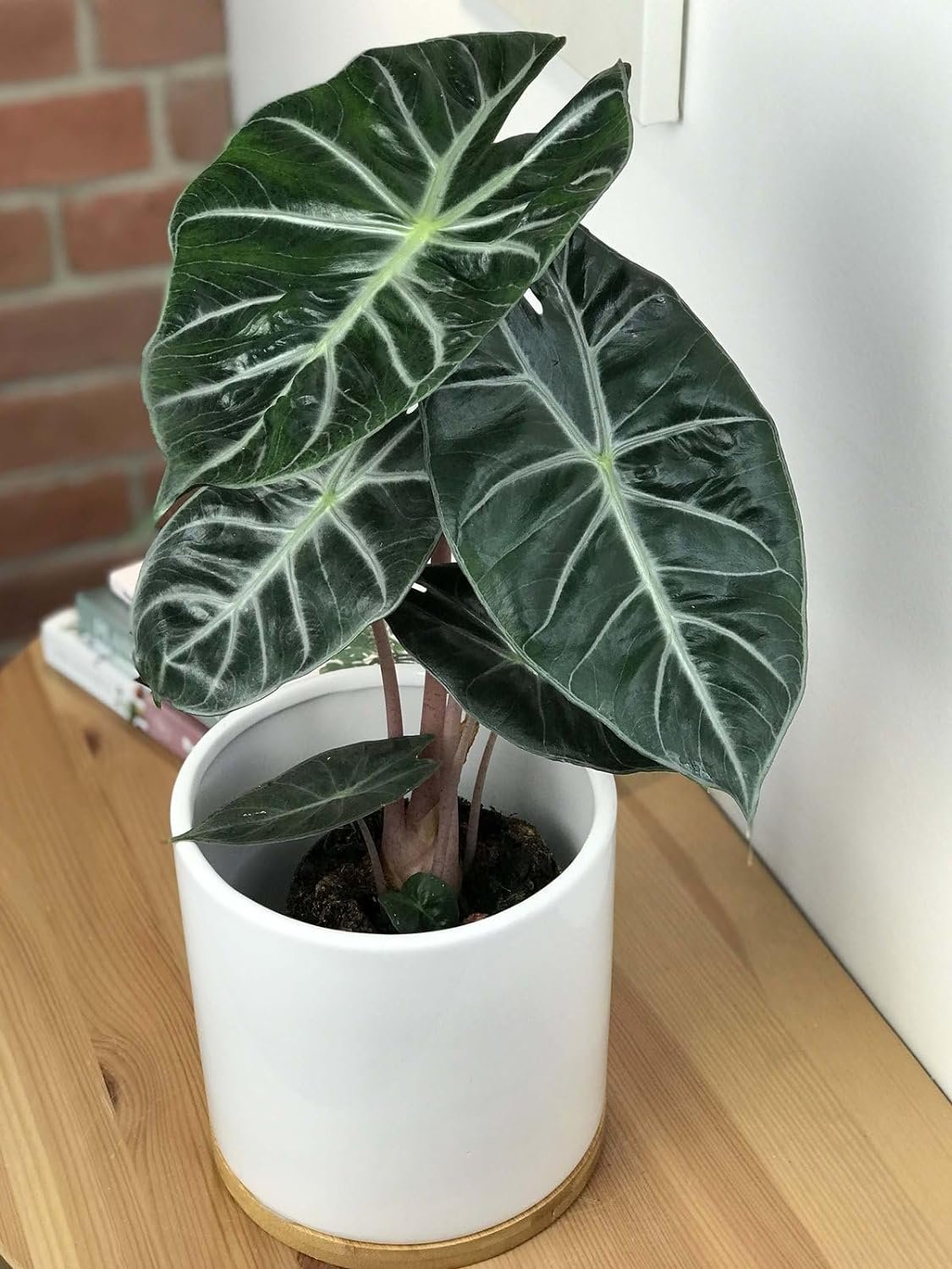 Morroco Alocasia - Live Plant in a 4 Inch Pot - Alocasia - Florist Quality Air Purifying Indoor Plant - Nature's Masterpiece in Your Home - image 5 of 5