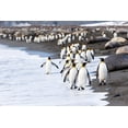 thumbnail image 2 of Goff, Ellen B. 32x23 White Modern Wood Framed Museum Art Print Titled - Southern Ocean-South Georgia-king penguin-elephant seals, 2 of 4