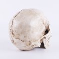 thumbnail image 1 of Resin Human Skeleton Simulation Resin Lifesize 1:1 Human Skull Model Medical Anatomical Tracing Teaching Skeleton Halloween Decoration Statue, 1 of 6