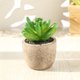 thumbnail image 3 of Gwong Decoración hogareña Planta artificial simulada Fácil de cuidar PVC Mini surtido Falso Falso Suculento Falso Potted para el hogar Gwong 21083477, 3 of 6