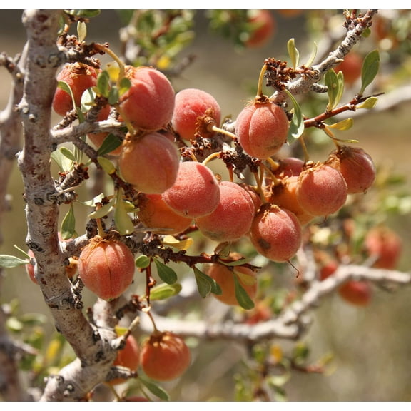 CZ Grain 5 Desert Peach Bush Prunus andersonii Seeds
