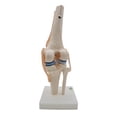 thumbnail image 3 of Anatomical Knee Joint with Ligaments Model, Life Size, 3 of 5