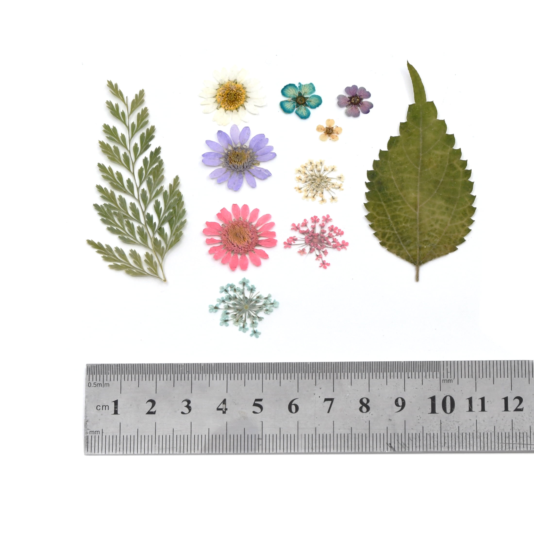 Blue Moon Beads Assorted Dried Flower Mix for UV Resin, 11 Pieces