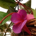 thumbnail image 3 of 15" Fuchsia and Ivy Hanging Basket, 3 of 5