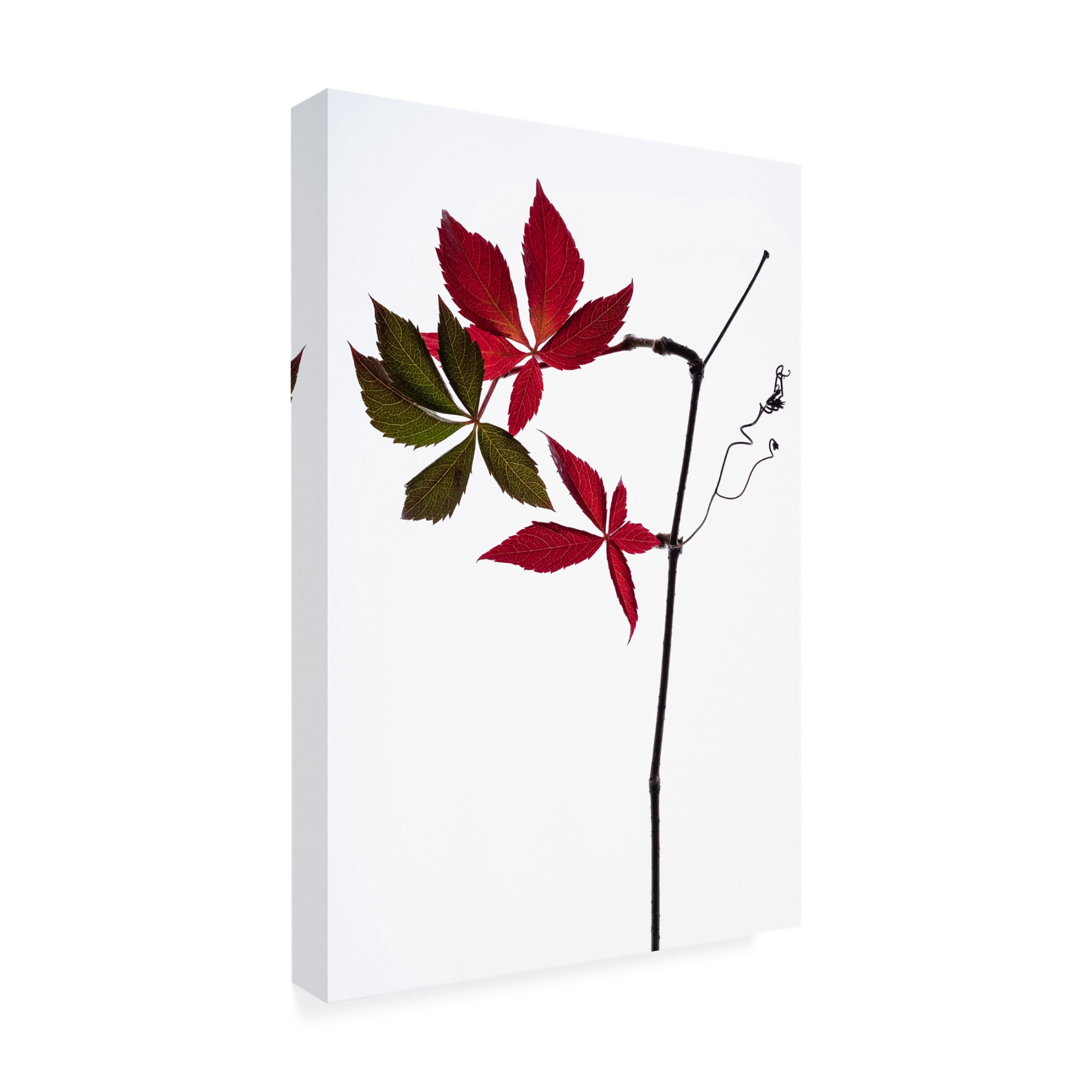 Canvas Wall Art - Thierry Lagandre Transgressed 'Simple' Wall Art for Living Room, Bedroom, or Office D?cor by Trademark Fine Art - 16 x 24 Inches