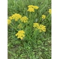 thumbnail image 6 of RedCrocus Meadow Zizia Zizia aptera Wildflower Native Perennial Plant - Pollinator Attractive, Deer Resistant, Suitable for Garden & Prairie  1 Gallon (Pack of 4), 6 of 28