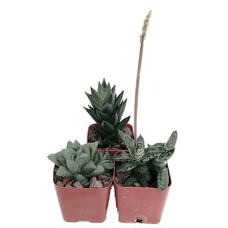 Haworthia Collection 3 Plants Easy To Grow Hard By | haworthia collection 3 plants easy to grow hard to kill Haworthia Collection 3 Plants Easy To Grow Hard By | haworthia collection 3 plants easy to grow hard to kill