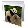 3dRose Giant panda bears, Wolong China Conservation, CHINA-AS07 POX0387 - Pete Oxford, Greeting Cards, 6 x 6 inches, set of 6