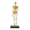 Learning Resources Skeleton Anatomy Model